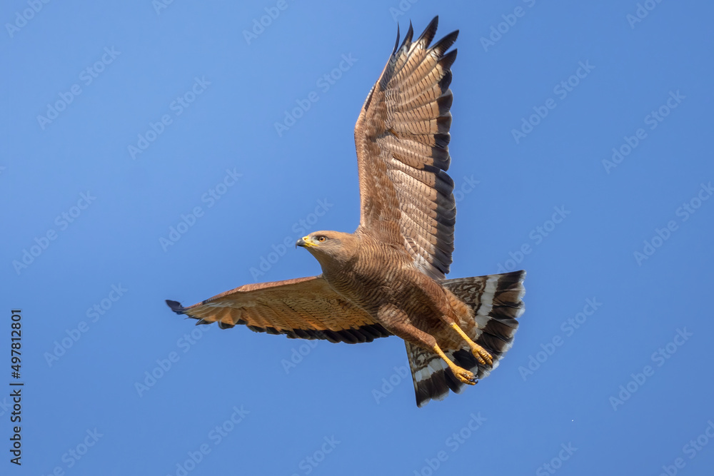 Obraz premium red hawk