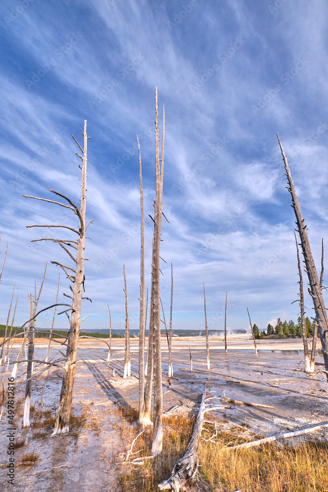 Dead trees in Yellowstone Portrait