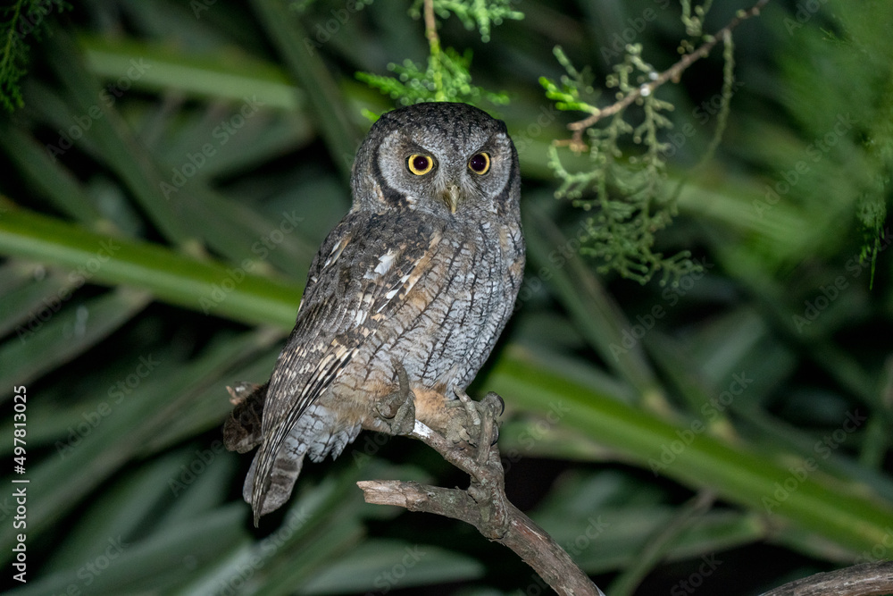 Obraz premium great grey owl
