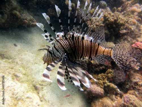 lionfish of red sea 