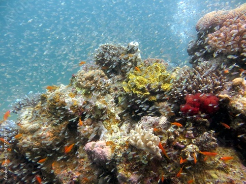 Fototapeta Naklejka Na Ścianę i Meble -  red sea fish and coral reef