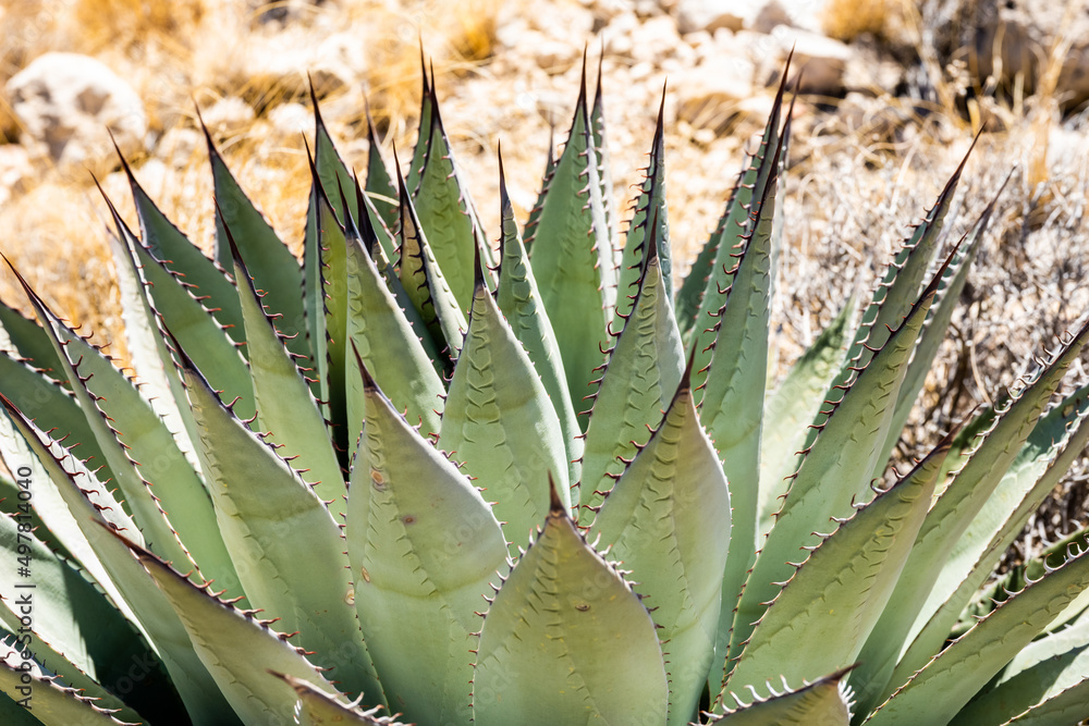 Fototapeta premium Black Needles On The Tip of Agave Plant
