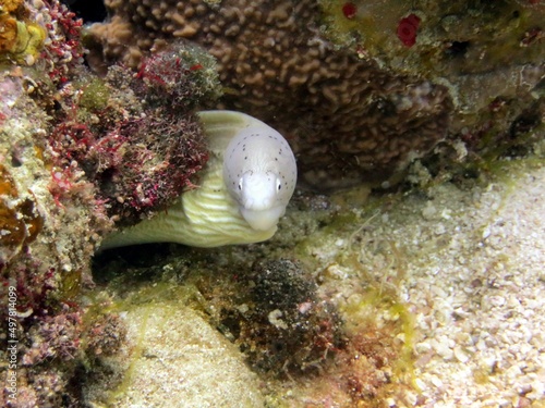 moray eel