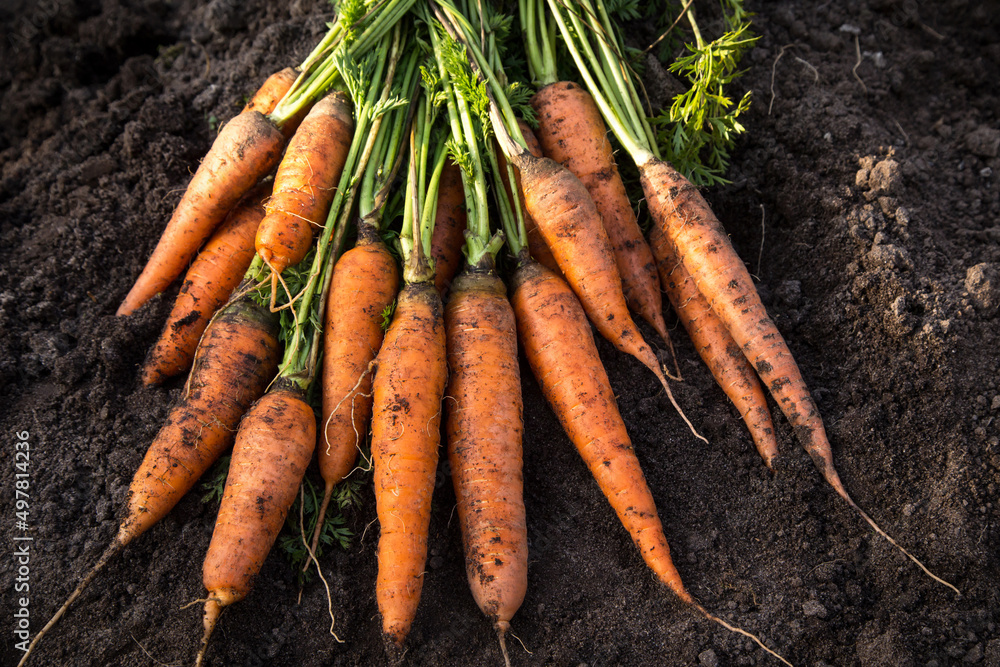 Obraz na płótnie Bunch of organic dirty carrot harvest in garden on ground in sunlight w salonie