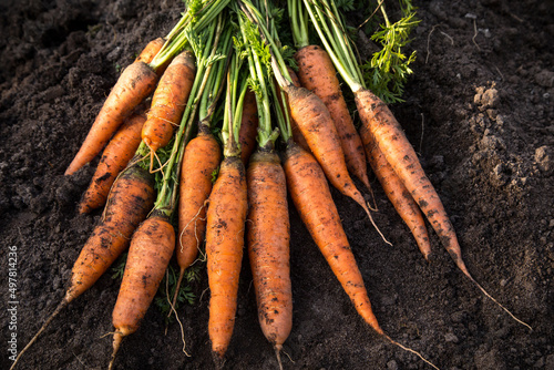 Fotografija Bunch of organic dirty carrot harvest in garden on ground in sunlight