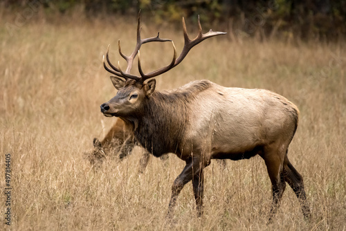 Wallpaper Mural Bull Elk Patrols Dry Grass Field Torontodigital.ca