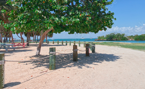 trees on the beach