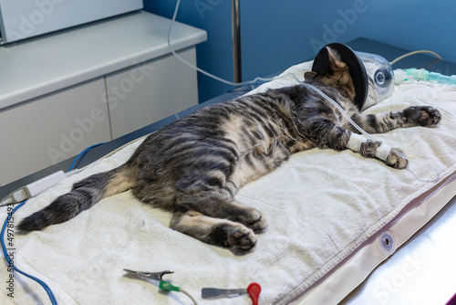 Sedated cat with an oxygen mask photo