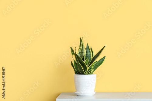 Beautiful houseplant on table near yellow wall