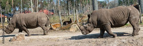 Photo walking rhinos enjoy the sun in a zoo called safari park Beekse Bergen in Hilvar