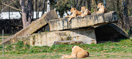 Several lionesses lie on a rock enjoying the sun in a zoo called safari park Beekse Bergen in Hilvarenbeek, Noord-Brabant, The Netherlands