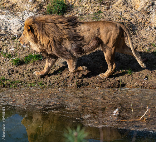 African lion walks along a river where his reflection can be seen in safari park Beekse Bergen in Hilvarenbeek, Noord-Brabant, The Netherlands photo