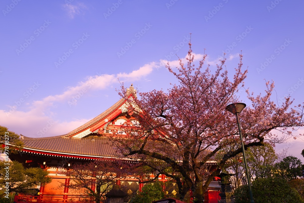 SAKURA & Asakusa Temple (SENSO-JI) in Japan