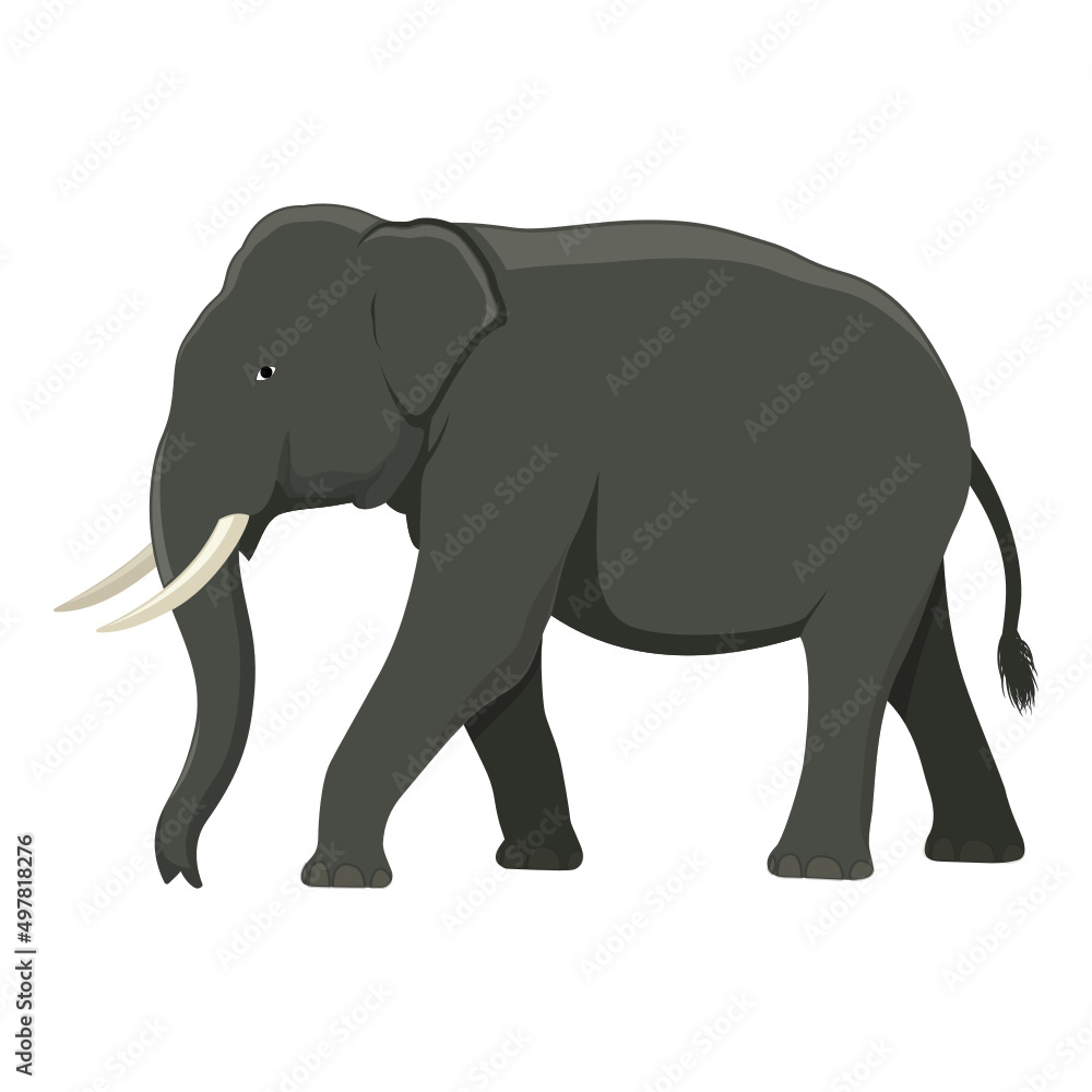 Fototapeta premium Brave Elephan