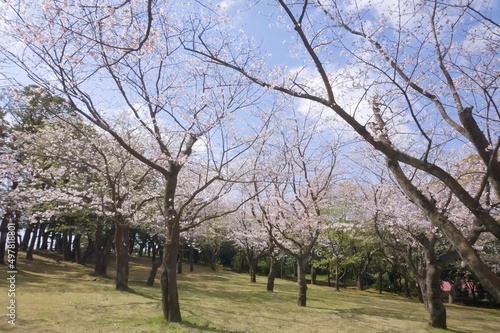 桜並木 鹿児島市吉野公園 