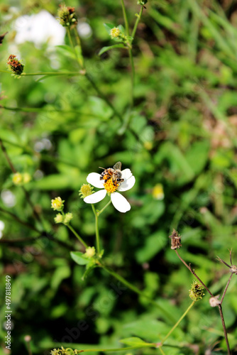 Honey Bee on Spanish Needles IV