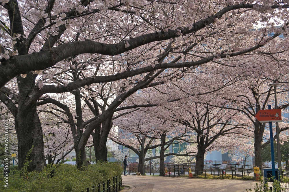 サクラのある風景