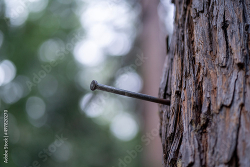 nail in a tree