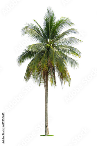 Coconut palm tree isolated on white background  Palm Tree Against White Background.