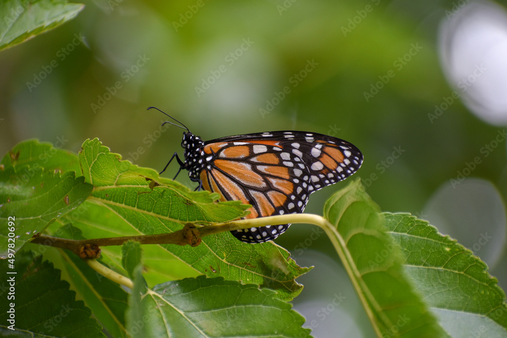 Southern monarch butterfly (Danaus erippus)