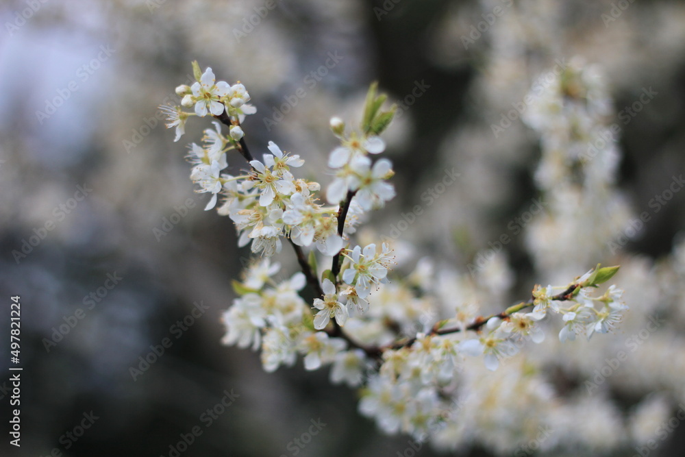White plum blossom in spring April, background blur with bokeh White plum blossom in spring April, background blur with bokeh