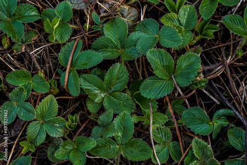 Wallpaper Mural Many strawberry plants beginning to bloom early in the season. Green leaves, texture, straw. Torontodigital.ca