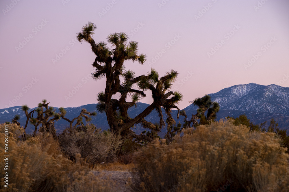 Obraz premium Mojave Sunsets