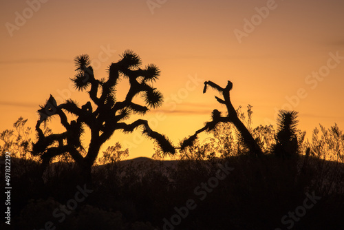 Mojave Sunsets