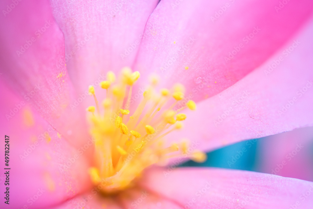 stamen of flower stamen of flower