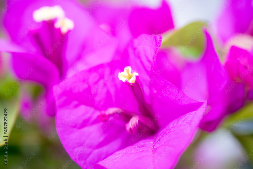 bougainvillea flower