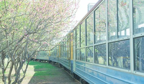 Train cross the peach tree forest with beautiful flowers