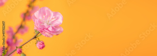 peach blossom  pink flower