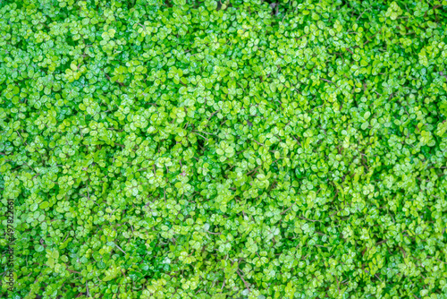 Duckweed on the surface of a pond