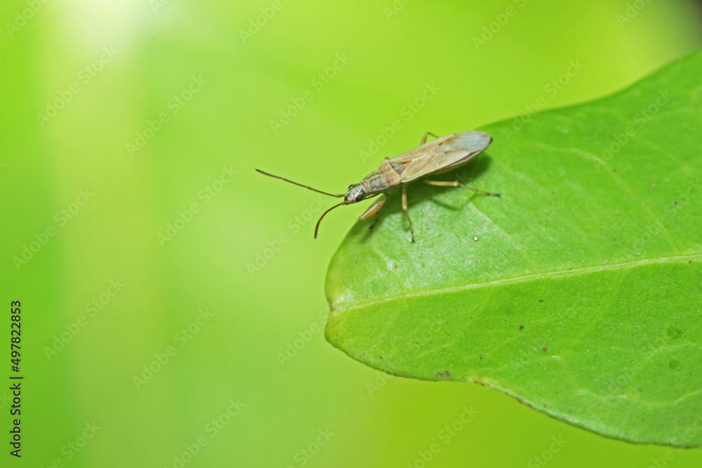 fly insect on leaf fly insect on leaf
