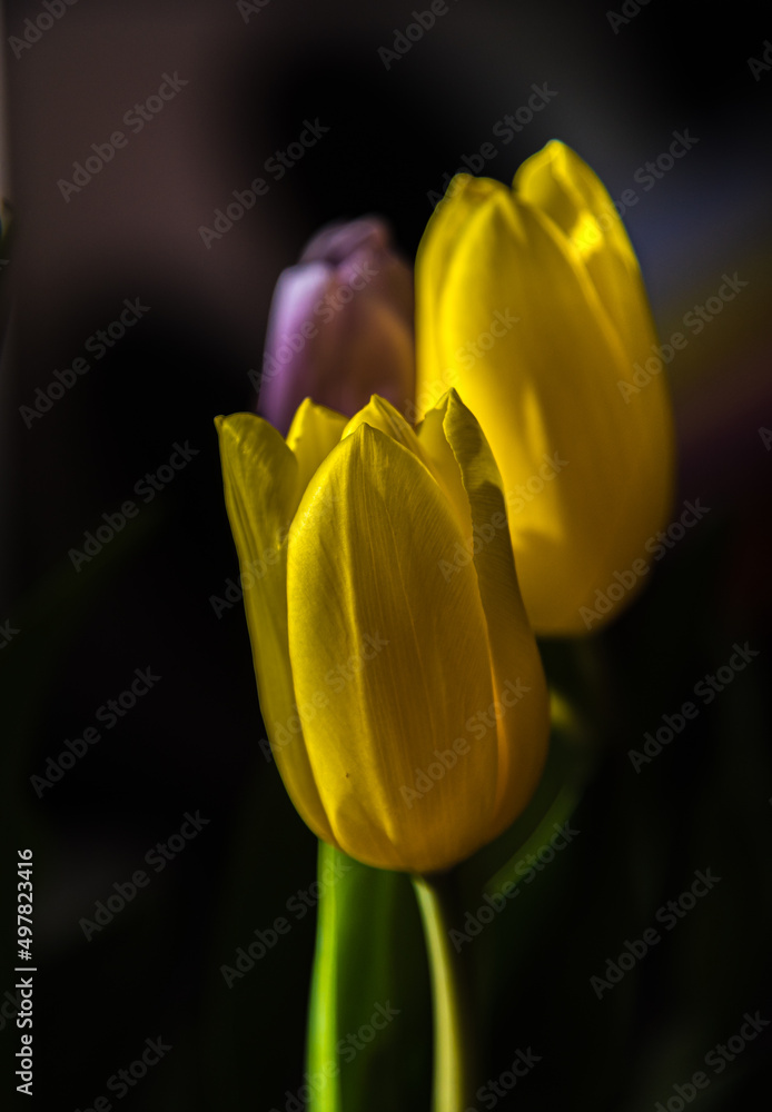 Naklejka premium Yellow and pink tulips