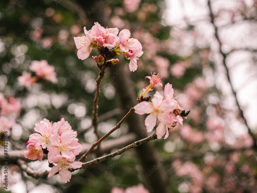 sakura trees, pink cherry blossom sakura trees, pink cherry blossom