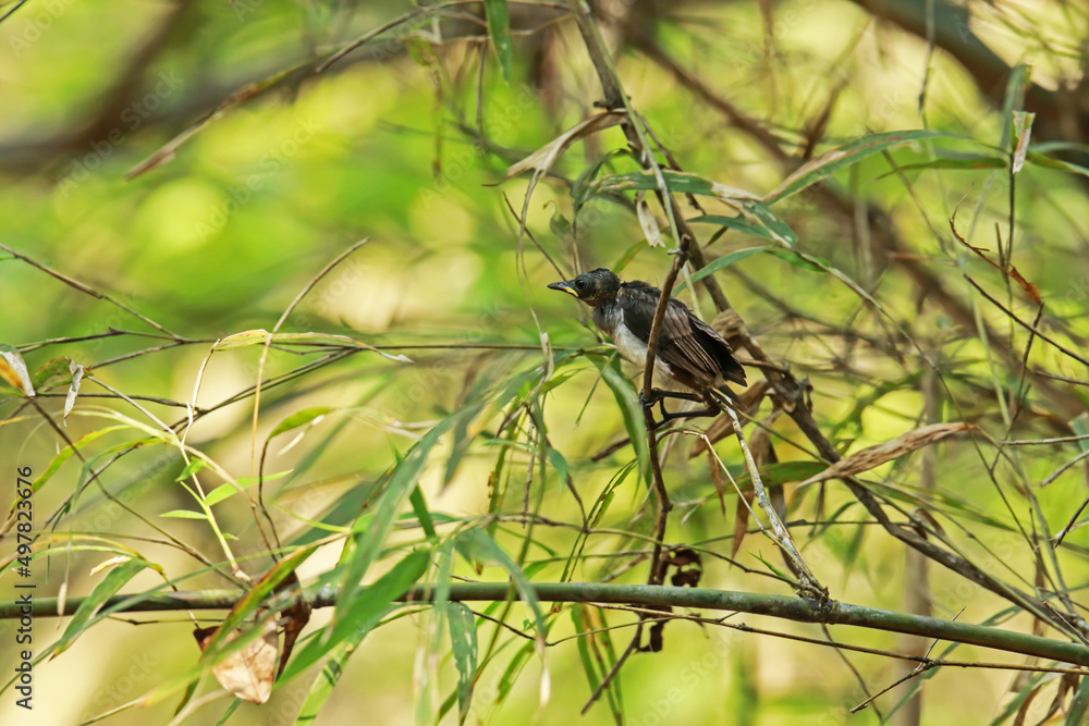 The baby of Black-naped Monarch in nature. The baby of Black-naped Monarch in nature.