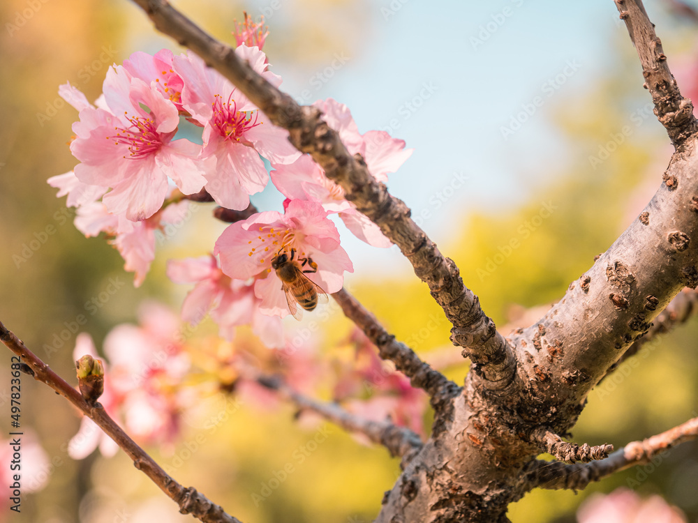 sakura trees, pink cherry blossom sakura trees, pink cherry blossom