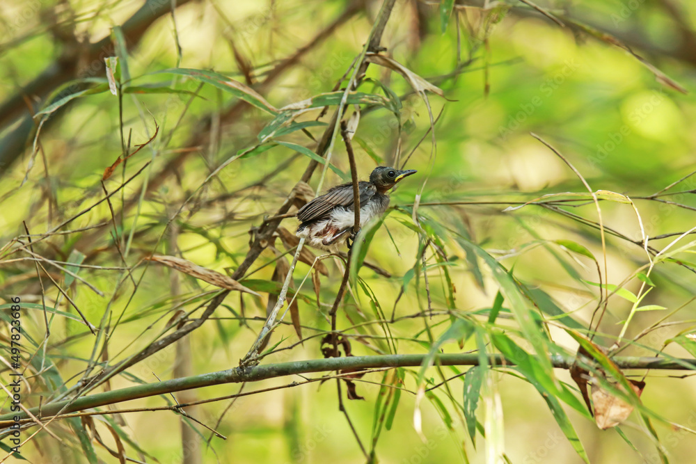The baby of Black-naped Monarch in nature. The baby of Black-naped Monarch in nature.