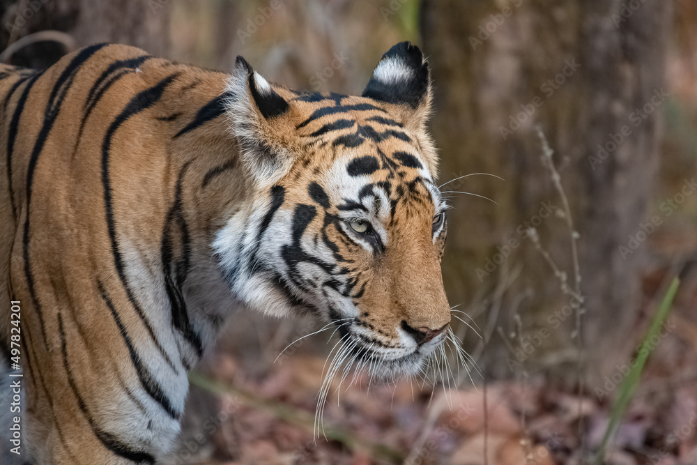 Fototapeta premium A tiger walking in India, Madhya Pradesh, head