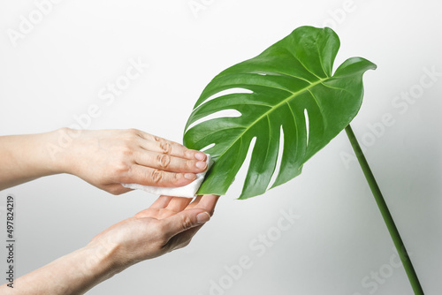 Home care of a monstera leaf palm tree is wiped with a hand with a dust cloth home care
