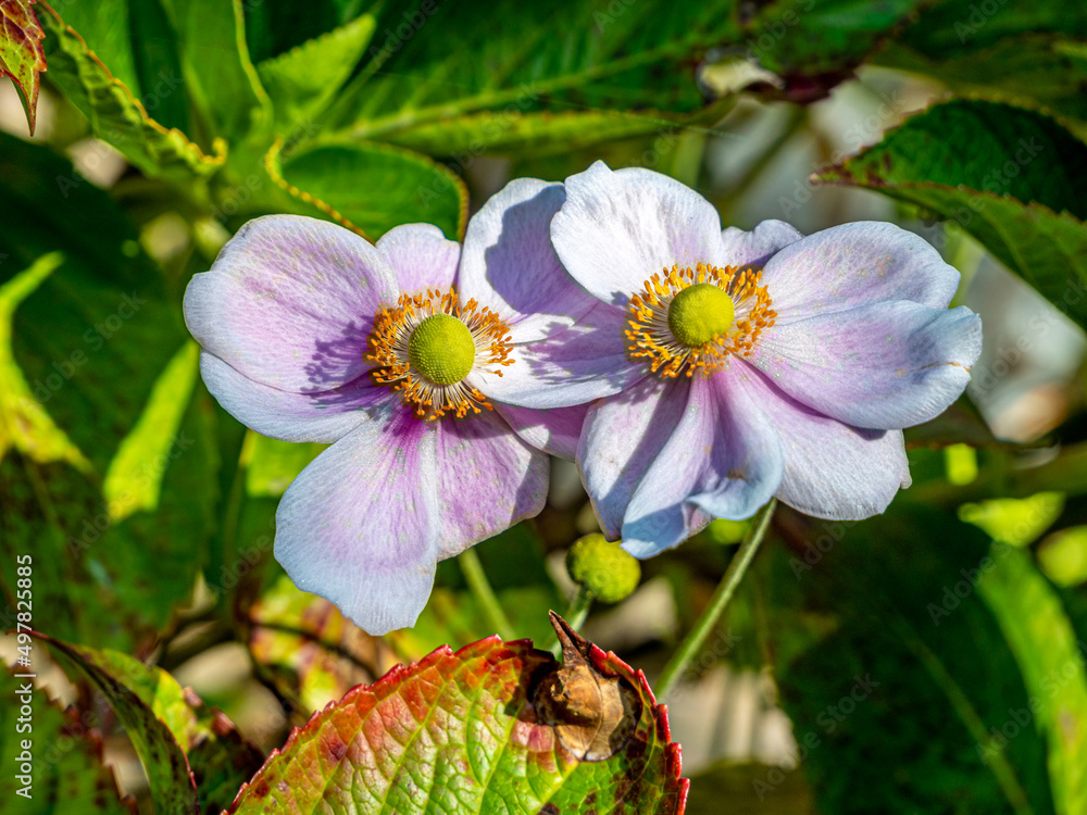 Fototapeta premium Pair Japanese Anemone