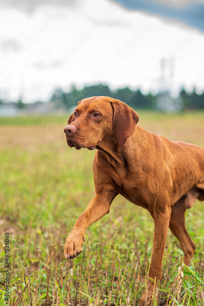 Crouching hunting dog. Closeup portrait of a Hungarian vyzhly.