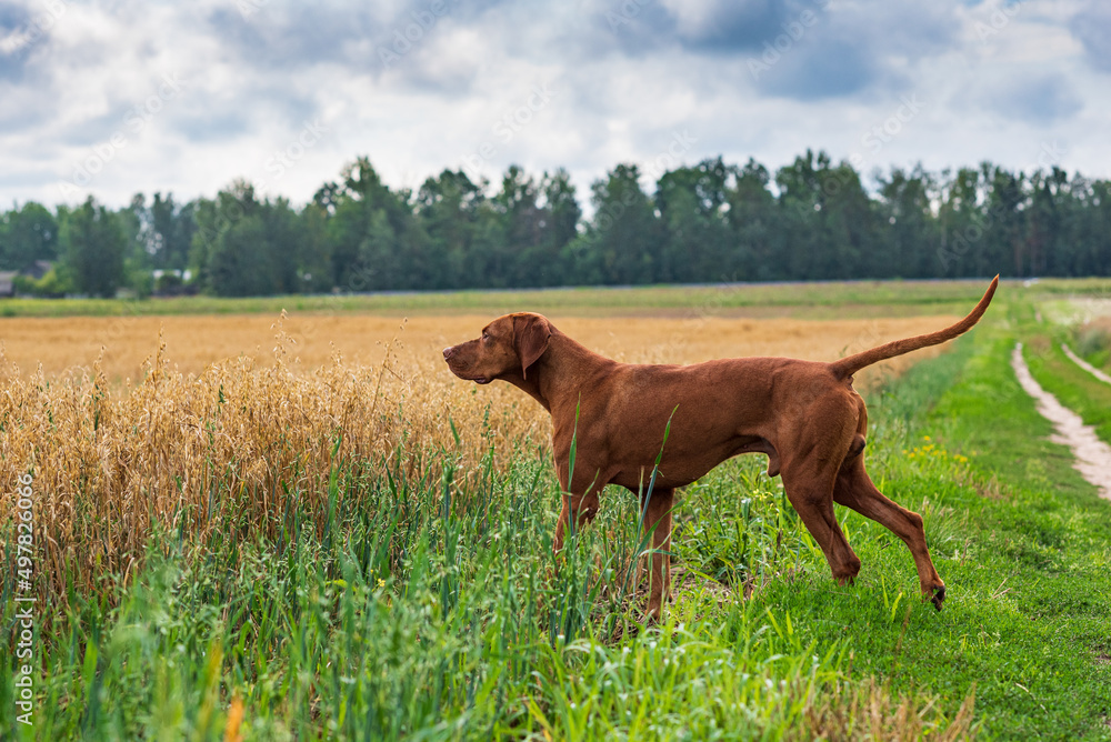 Hungarian magyar vizsla in hunting pose.