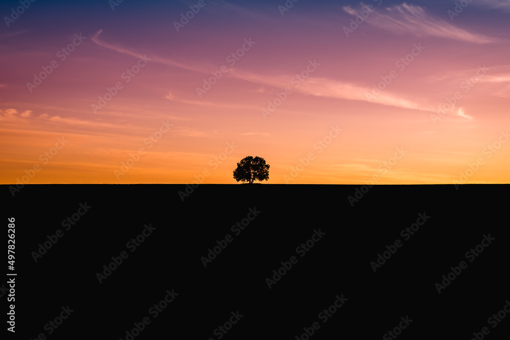 Sunset red-pink, tree in silhouette.