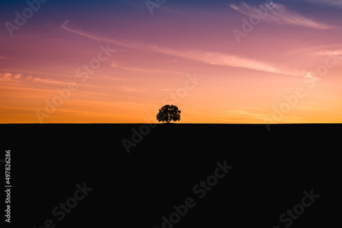 Sunset red-pink  tree in silhouette.
