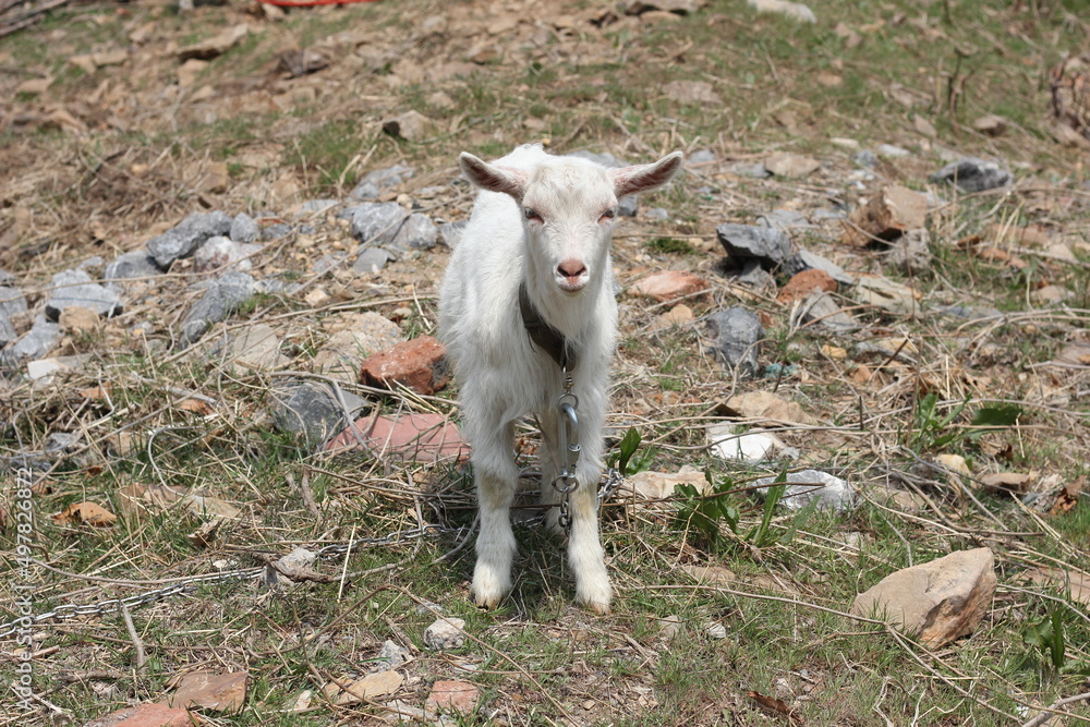 Obraz premium goat on the meadow