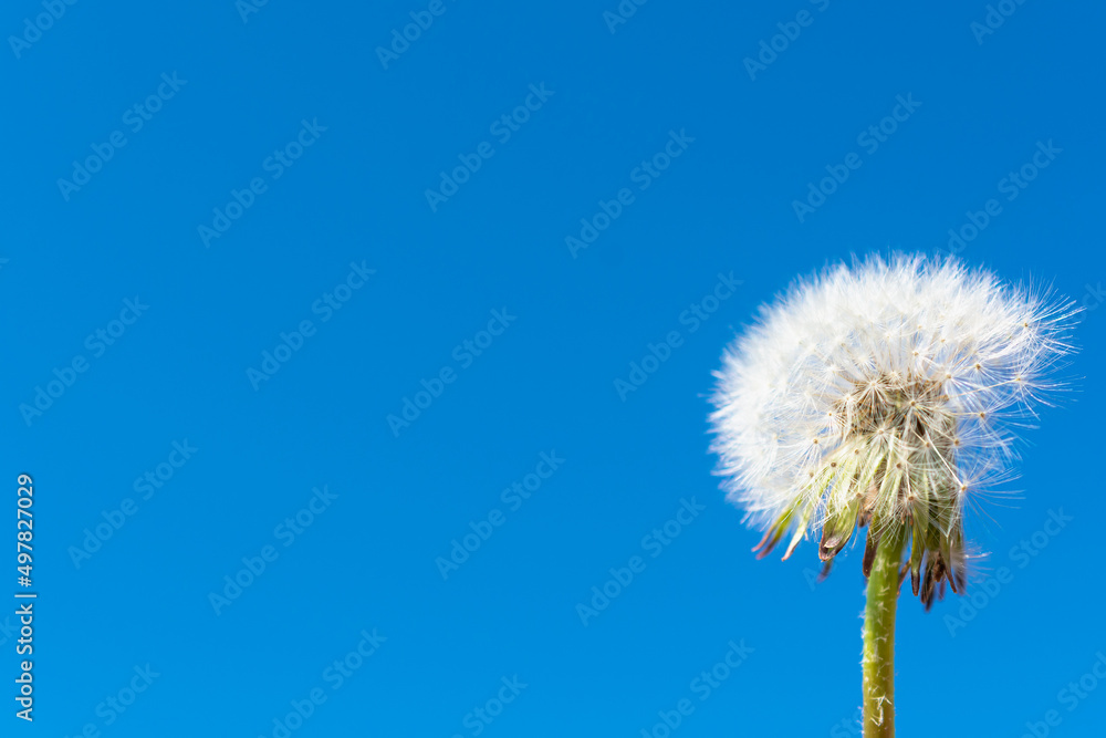 Green plants and blue background with place for text. Green plants and blue background with place for text.