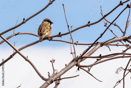 A sparrow sits on a branch in spring.