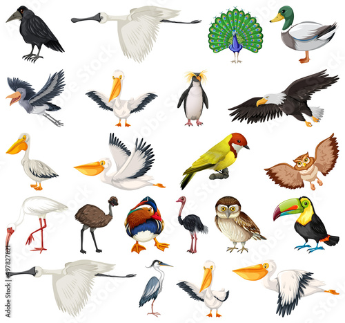 Different kinds of birds collection